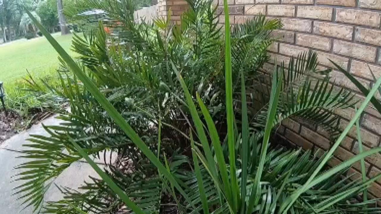 Florida dog owner warns poisonous plant is threat to four-legged friends