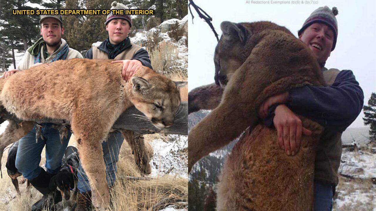 Montana hunting trio who illegally killed Yellowstone mountain lion left trail of photos on social media