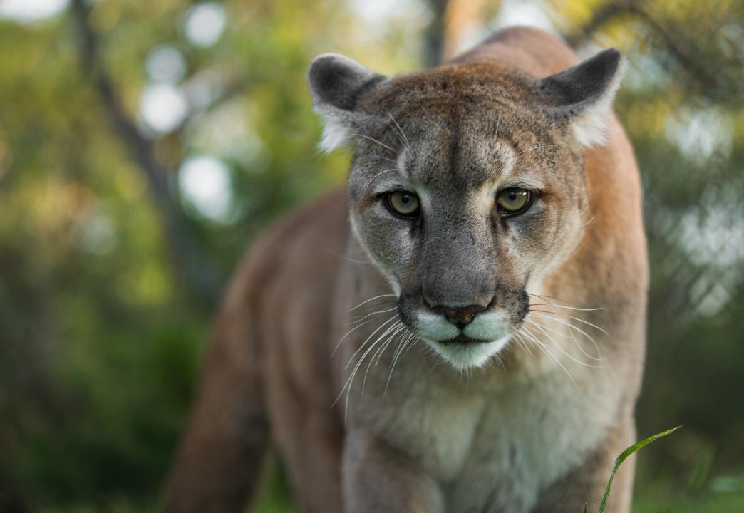 A rise in wildlife sightings prompts mountain lion warning