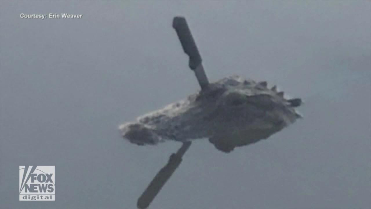 Alligator with knife stuck in its skull shocks Texas community