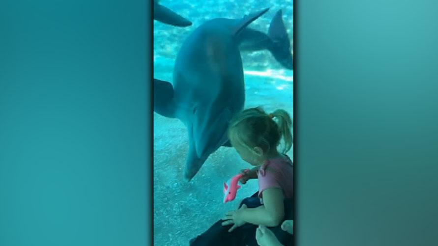 3-year old Florida girl made friends with SeaWorld dolphins