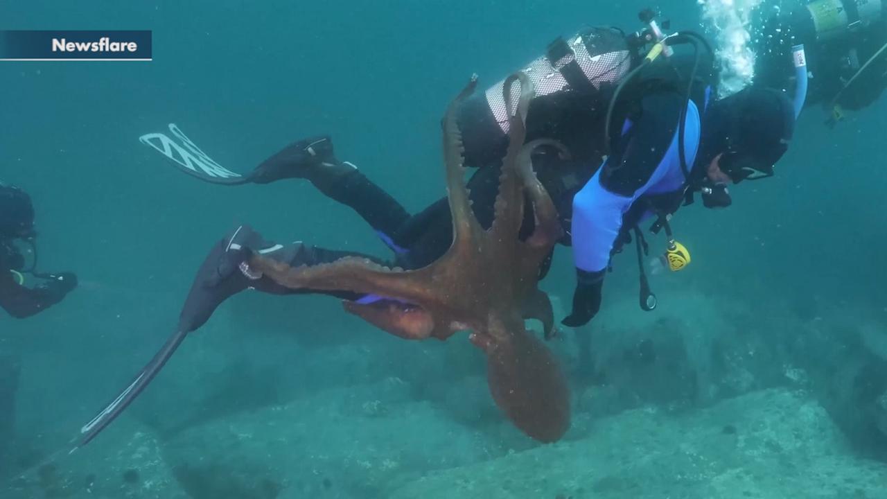 Giant octopus attacks scuba diver in Sea of Japan