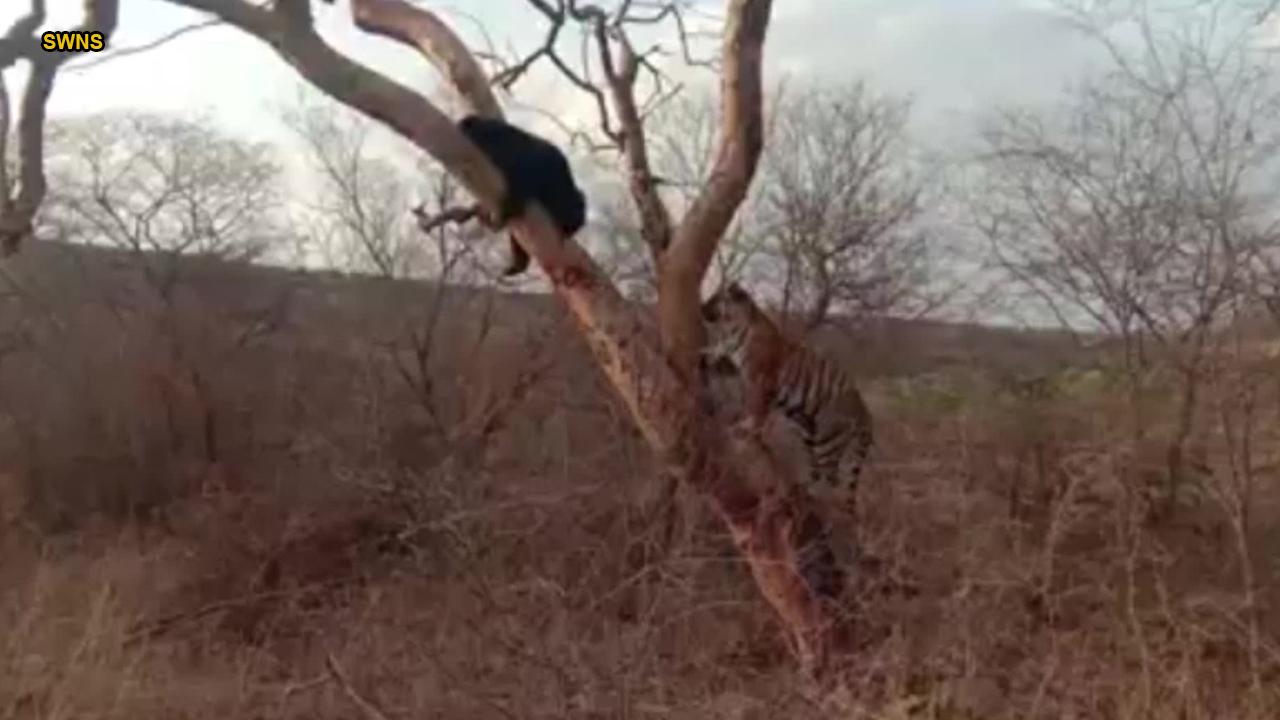 Incredible video shows bear escaping from a hungry tiger