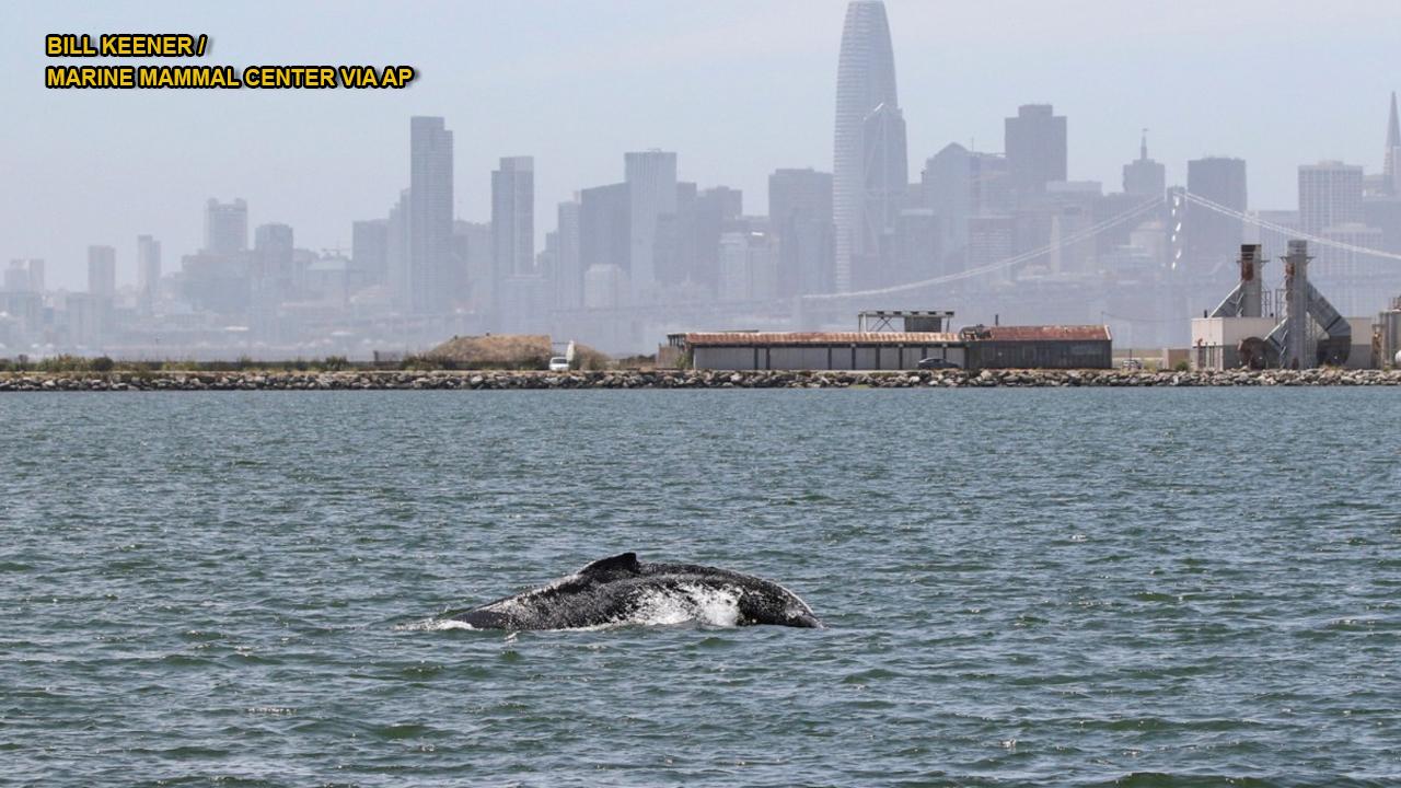 Humpback whale swimming in San Francisco Bay has experts worried