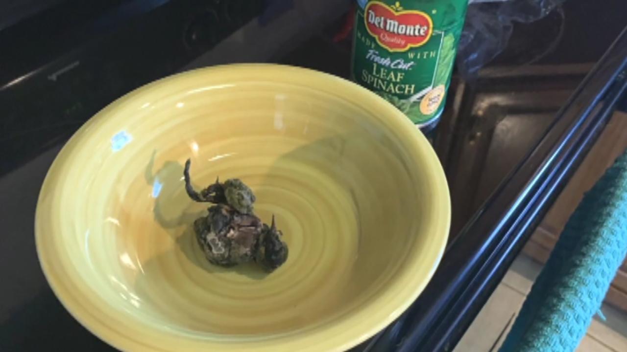 Woman finds dead bird in Del Monte spinach can