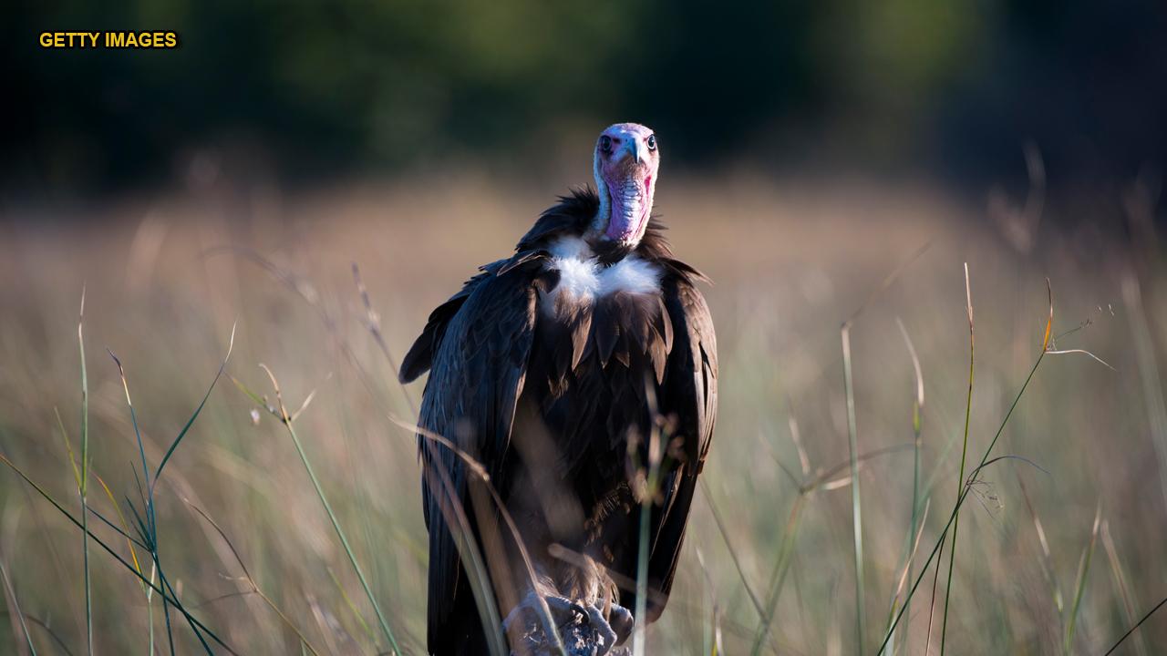 More than 500 critically endangered vultures poisoned in mystery massacre