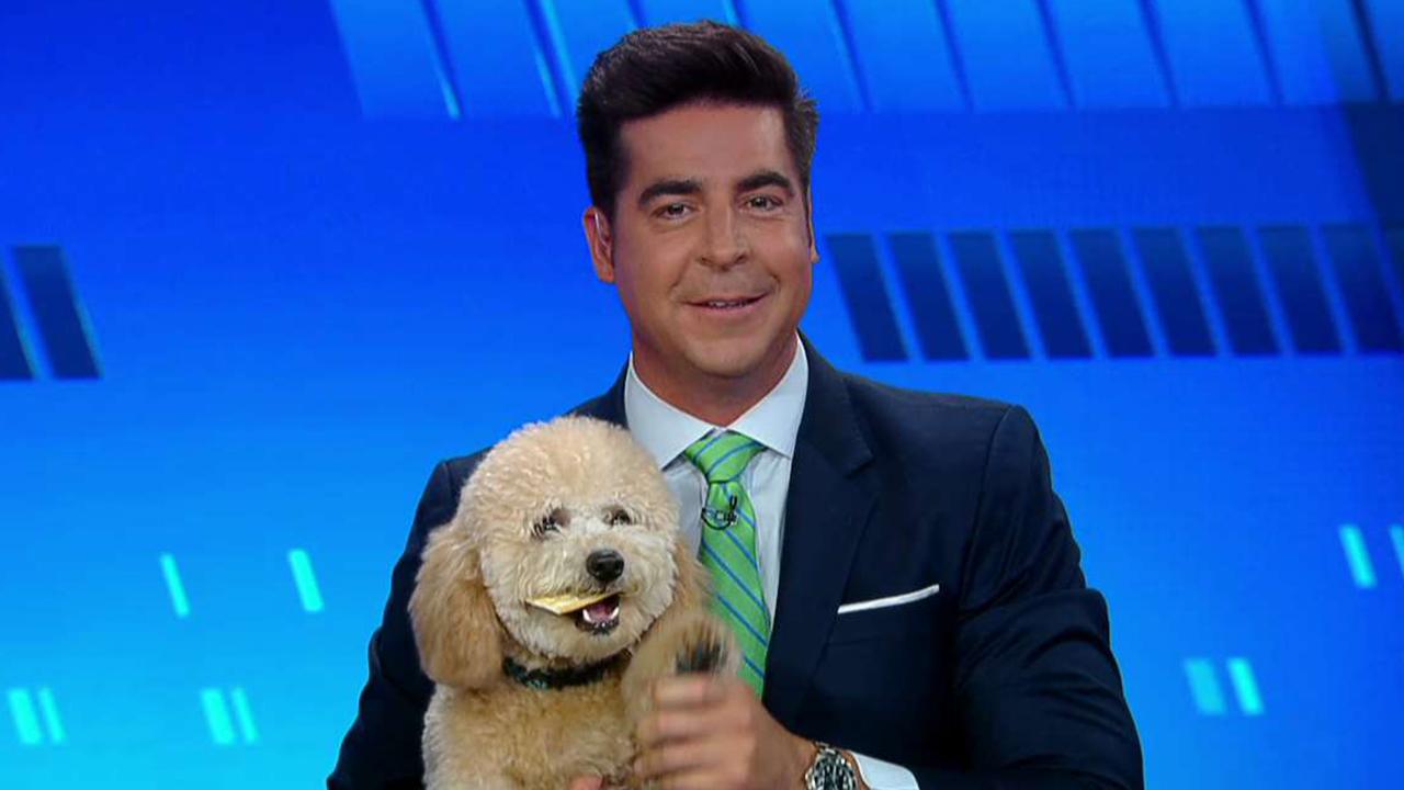 'The Five' celebrates National Bring Your Dog to Work Day