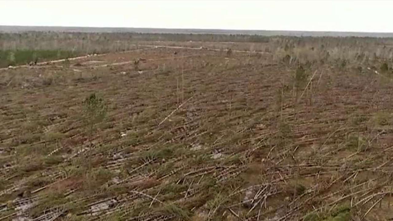 Three million acres of Florida timber rotting away eight months after Hurricane Michael