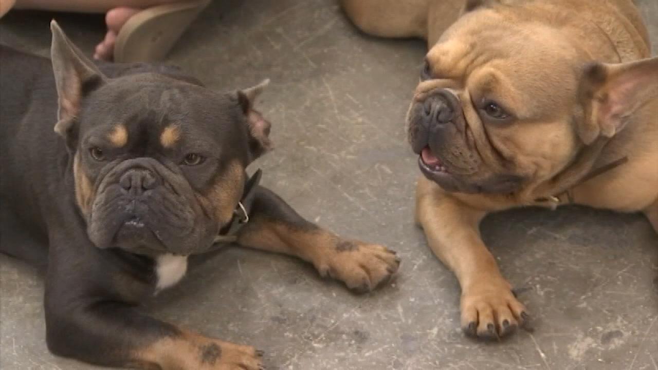 Two French bulldogs found after missing for 18 months