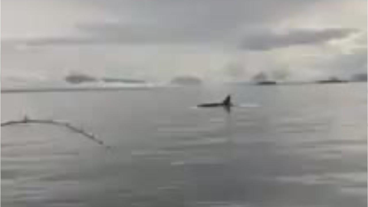 Killer Whale filmed stealing fisherman’s salmon right off the line