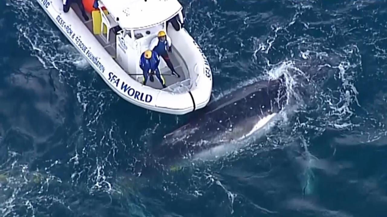 Crew frees humpback whale trapped in shark net off Australian coast