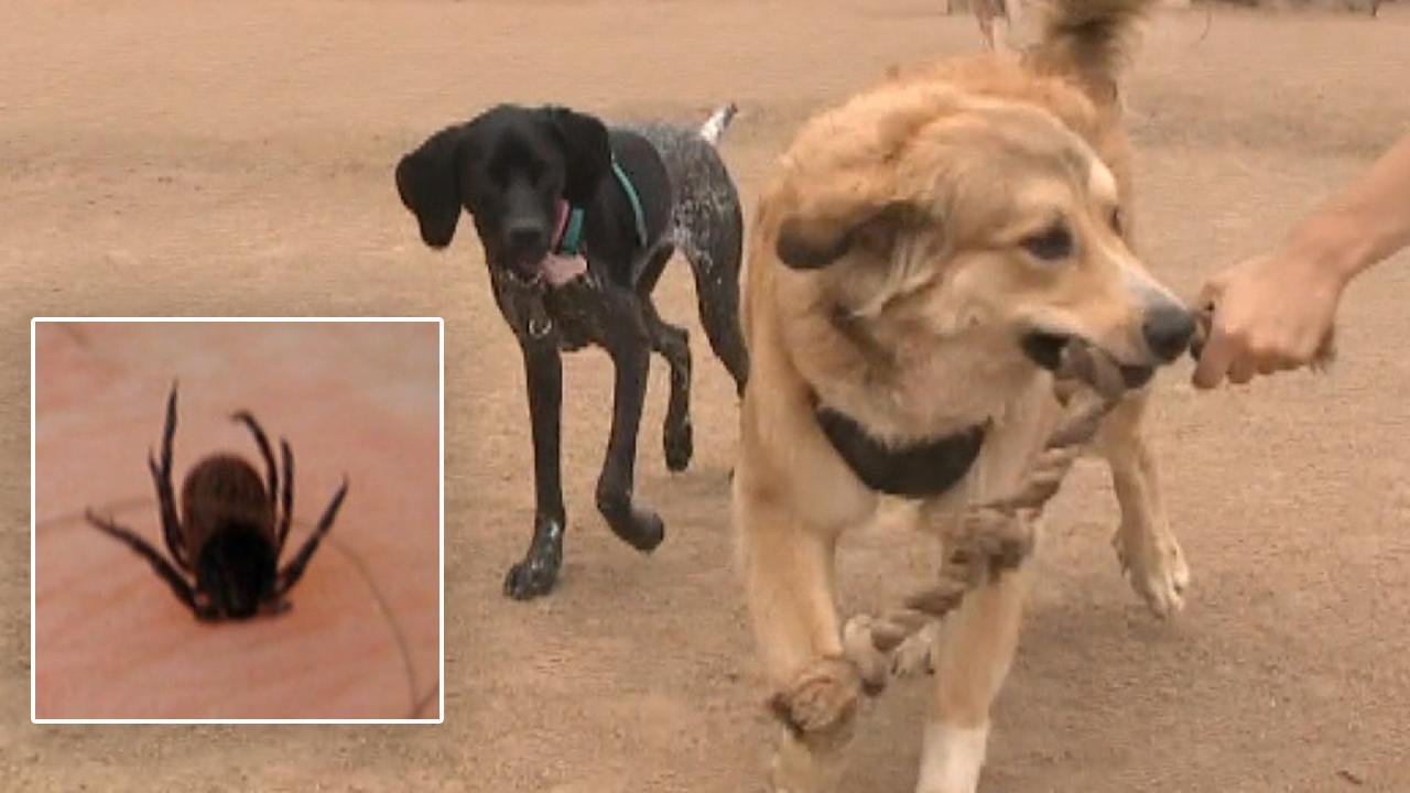 Vets warn pet owners about hidden summer danger: ticks