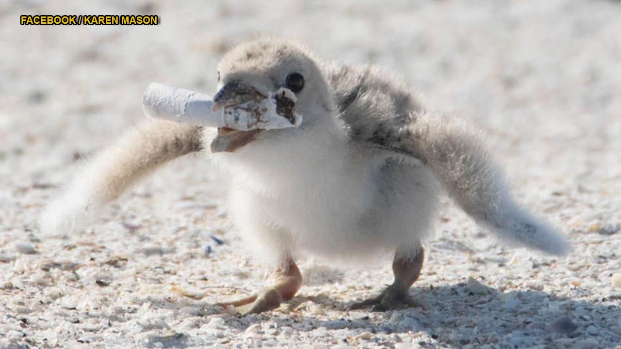 Bird feeds chick used cigarette on Florida beach