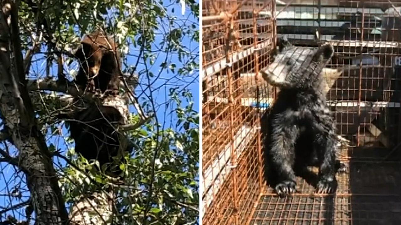 Orphaned bear cubs captured after their mother died, off to rehab