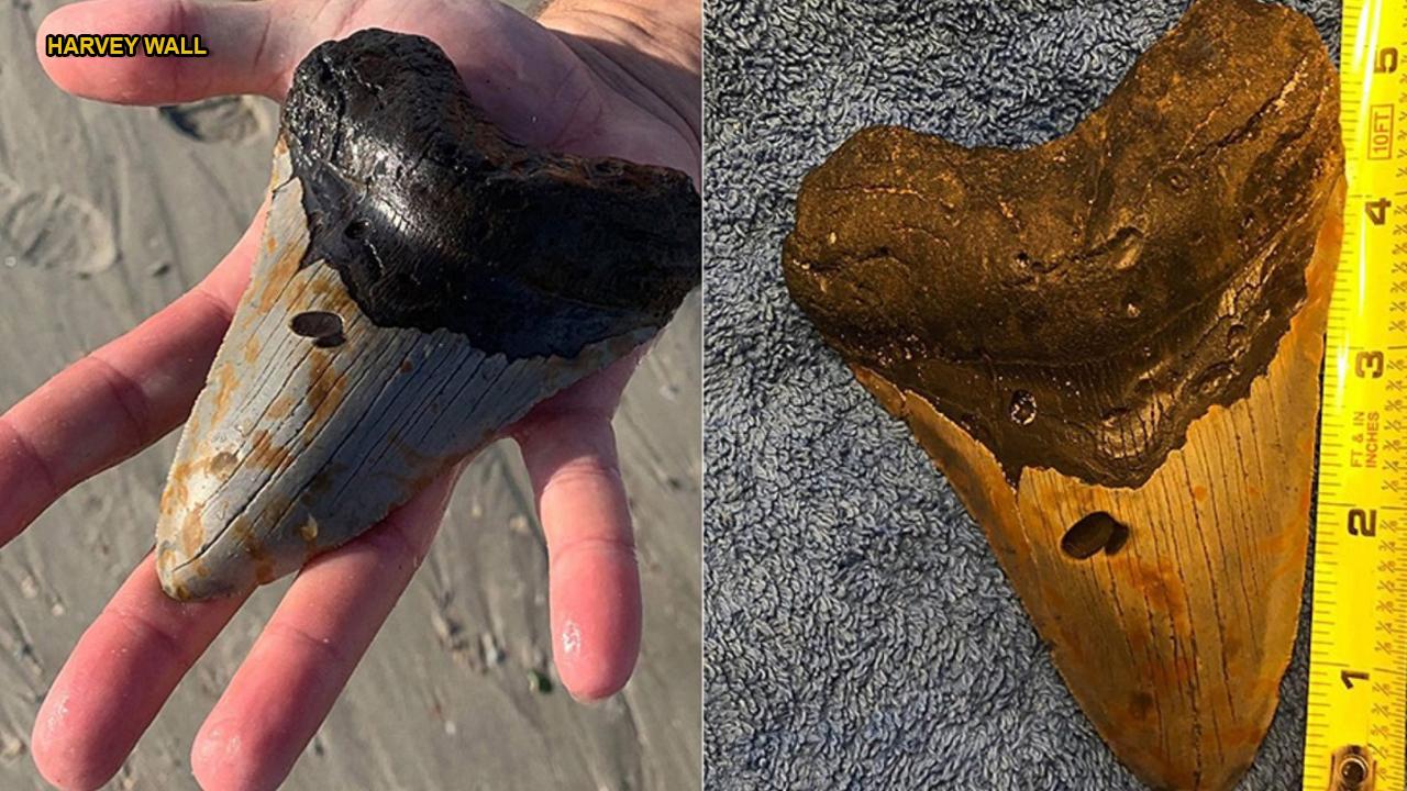 North Carolina man finds megalodon shark tooth buried on beach