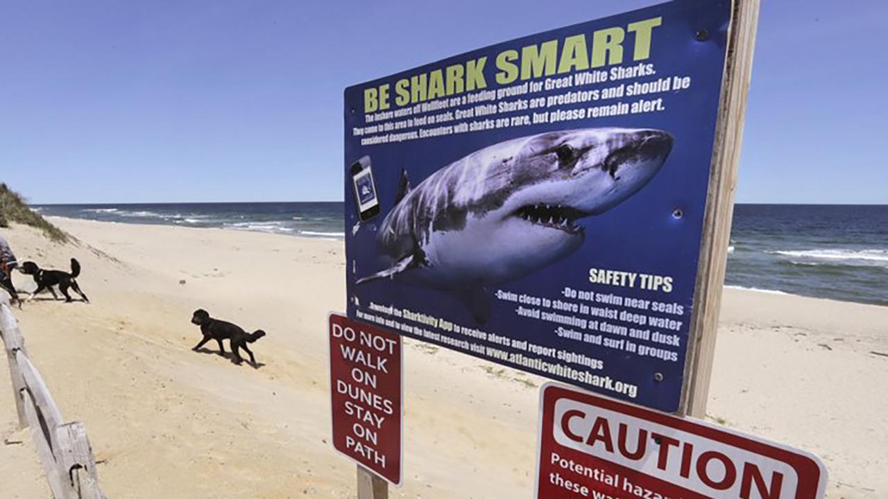 Separating fact from fiction about shark attacks