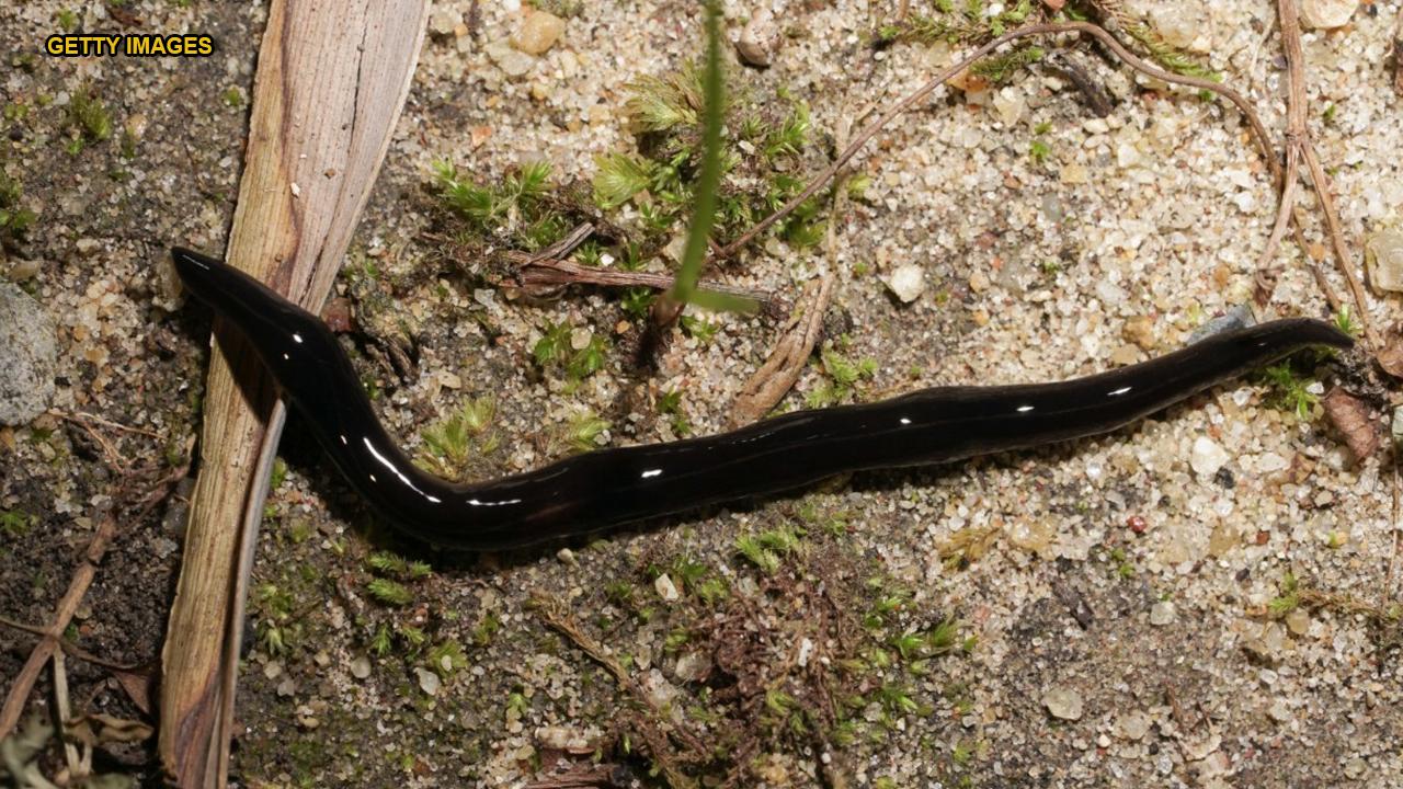 Texas woman discovers horde of black worms known to carry dangerous parasite in backyard