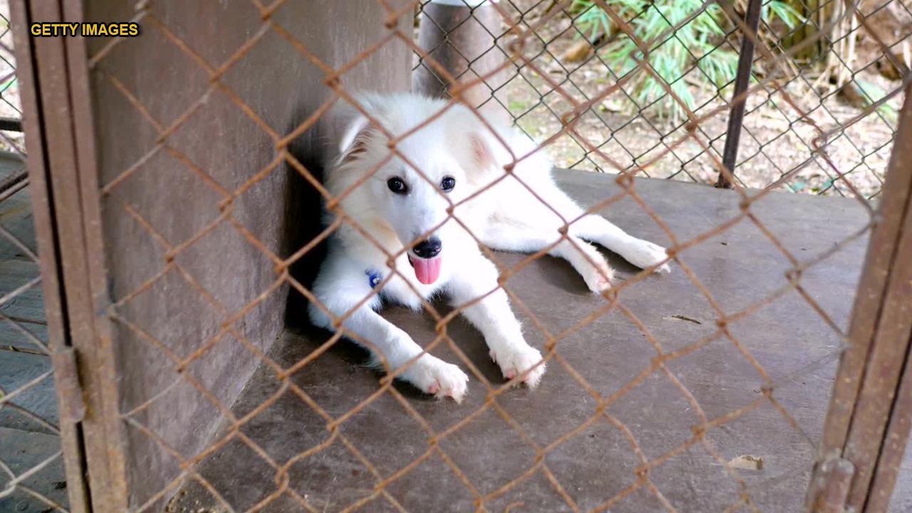 Florida inmates to spend Fourth of July comforting shelter dogs from fireworks