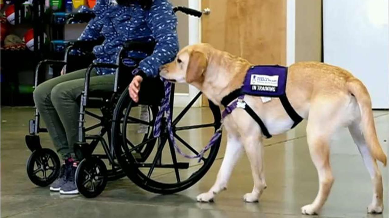 How 'Paws for Purple Hearts' supports US veterans