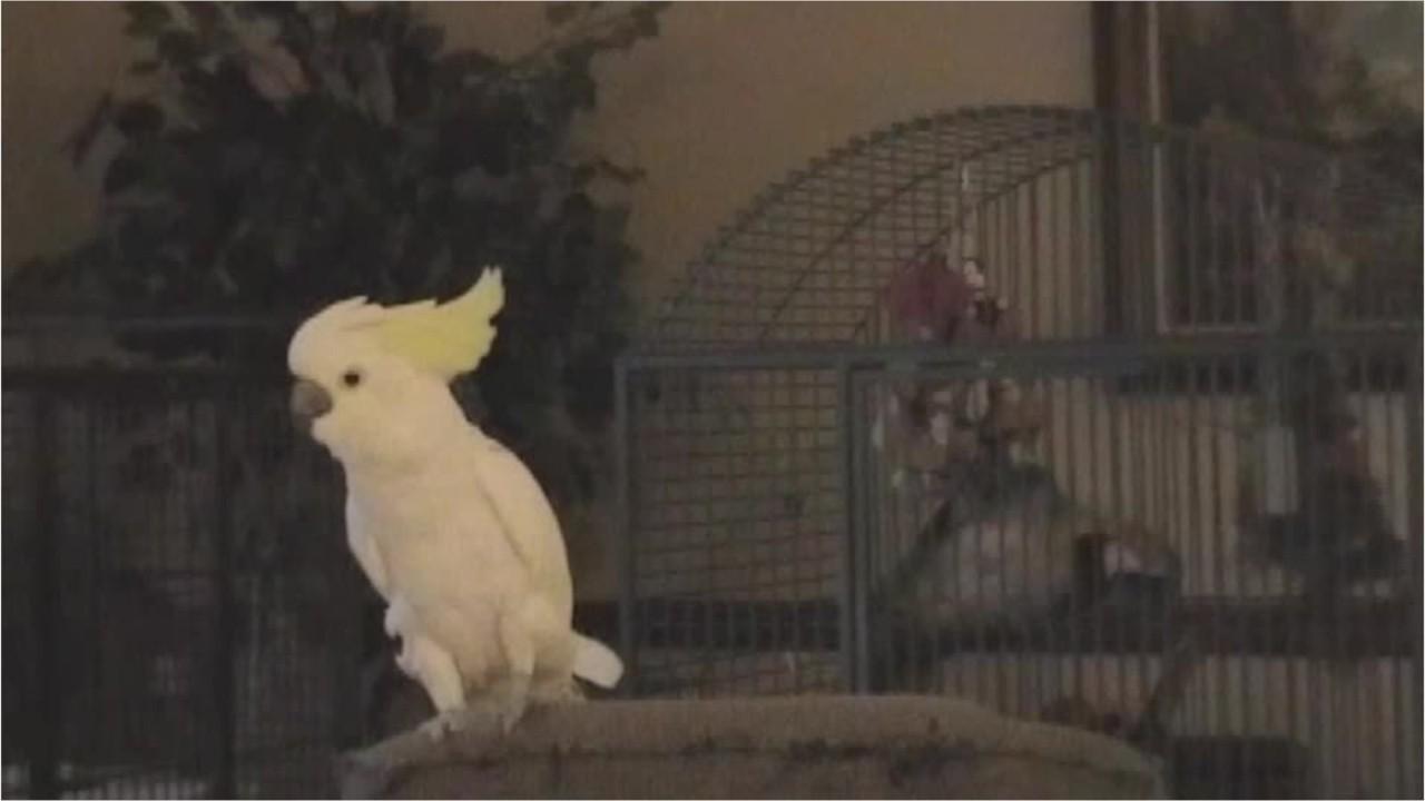 Watch: Dancing, head-banging cockatoo busts out rock moves