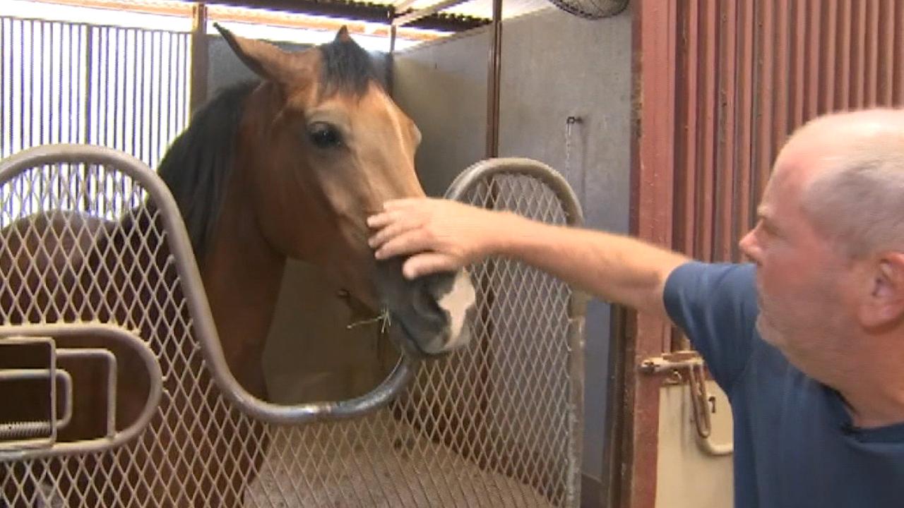 Funds dry up for equine therapy program that helps first responders suffering from PTSD