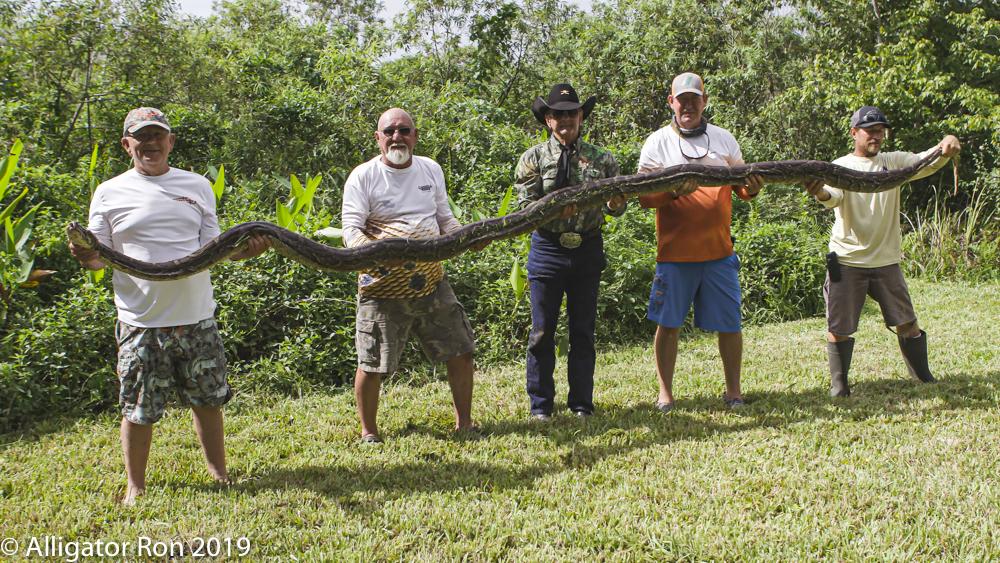Massive 16-foot python removed from Florida Everglades