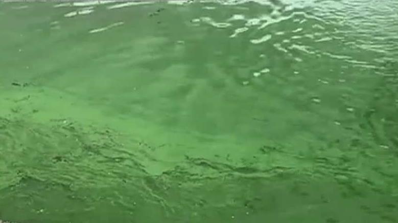 Gulf Coast beaches close after toxic algae bloom