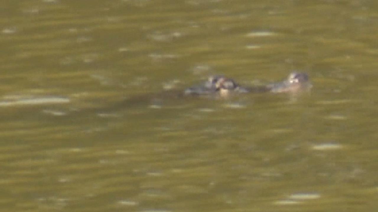 Alligator spotted in Chicago lagoon