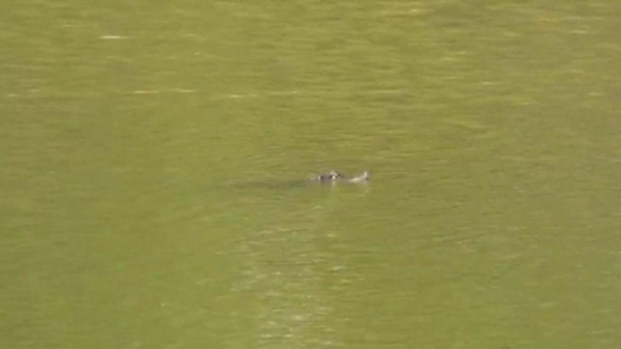Chicago police spot nearly 5-foot-long alligator swimming in lagoon in popular park