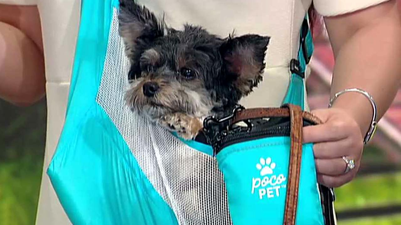 Tips and gadgets every pet owner needs to beat the dog days of summer