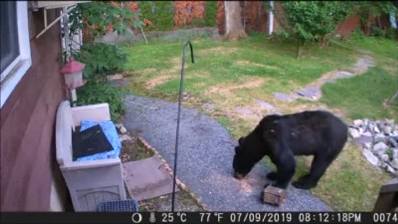 RAW VIDEO: Dog chases bear from garden