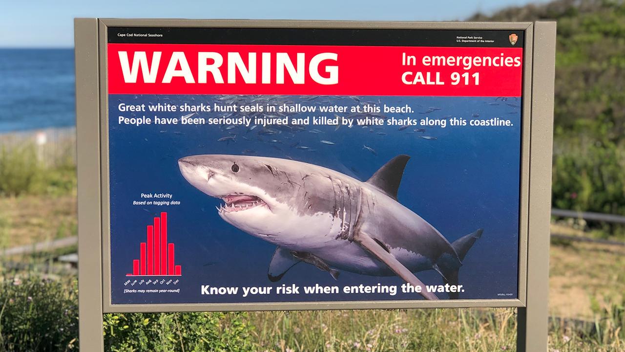 Spike in shark sightings off Cape Cod alarms swimmers, keeps them close to shore