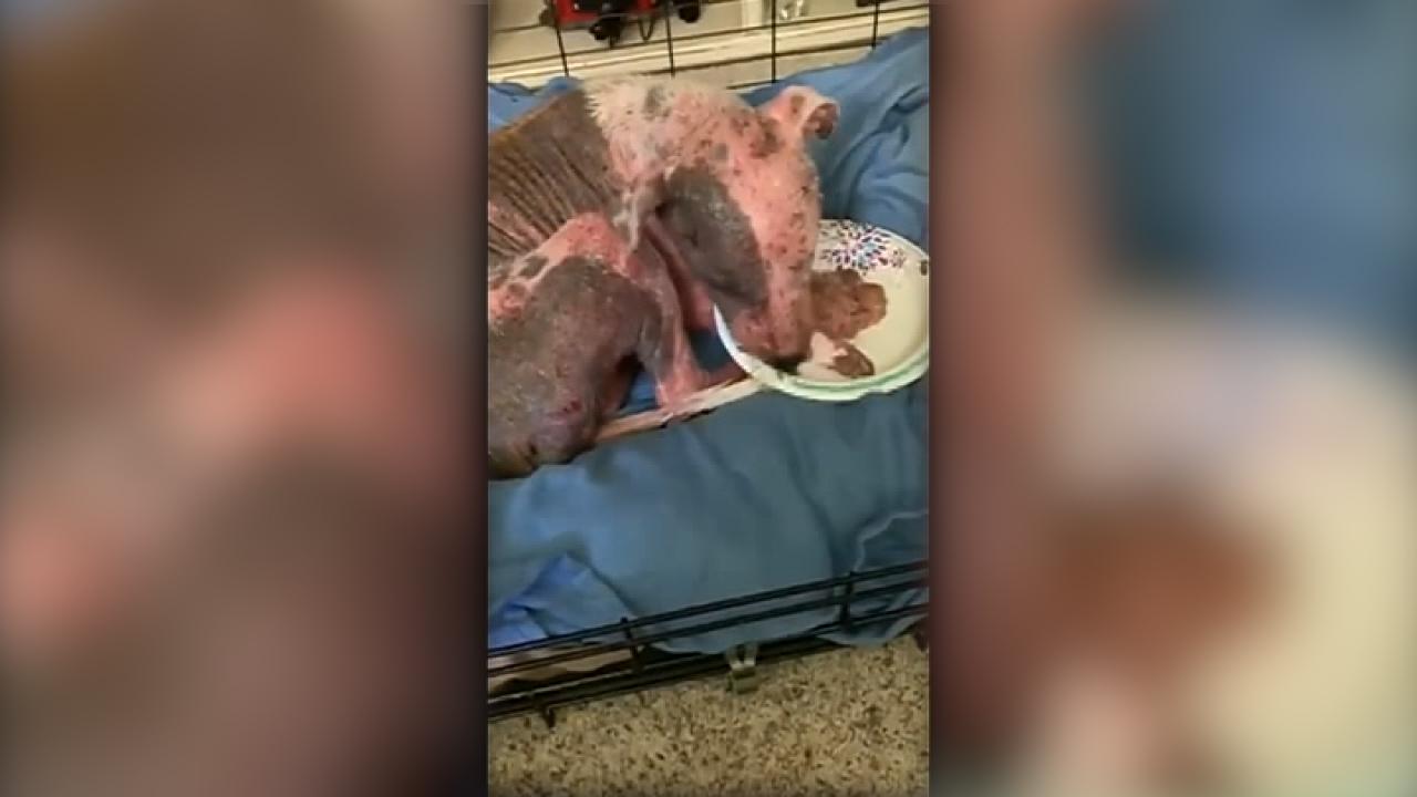 Dog rescued after being buried alive