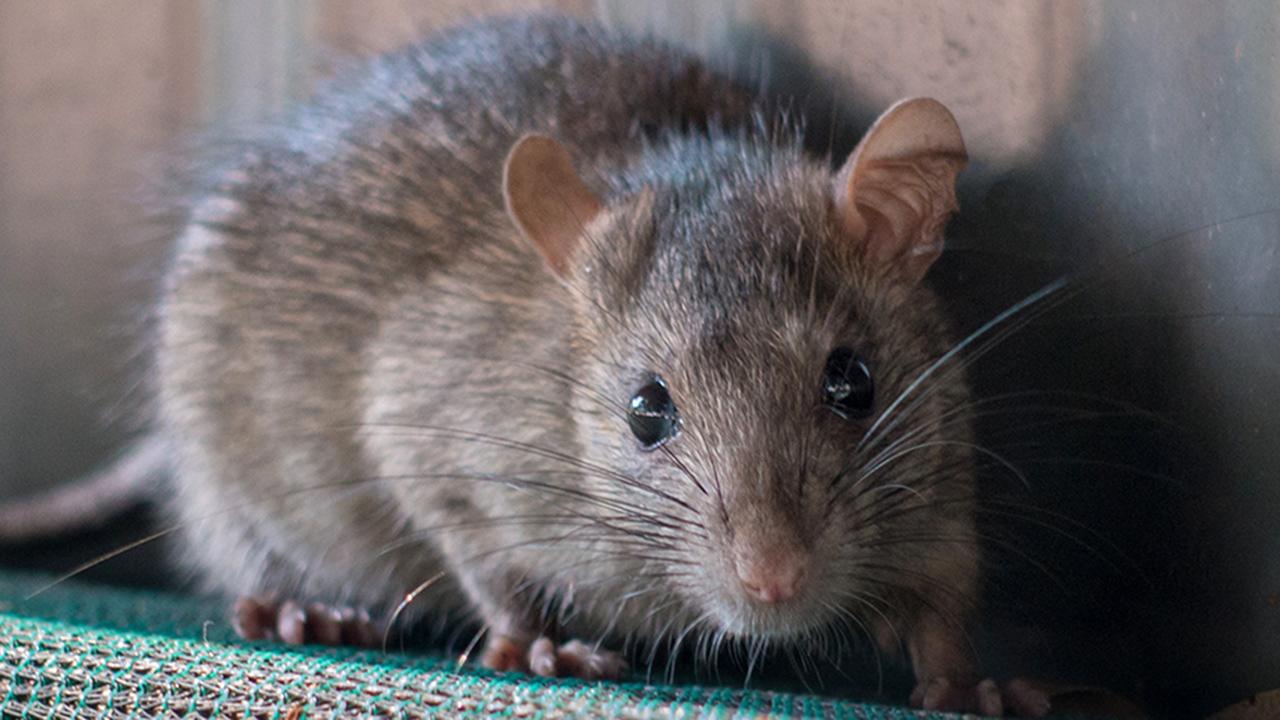 California cities overrun by rat infestations according to new study