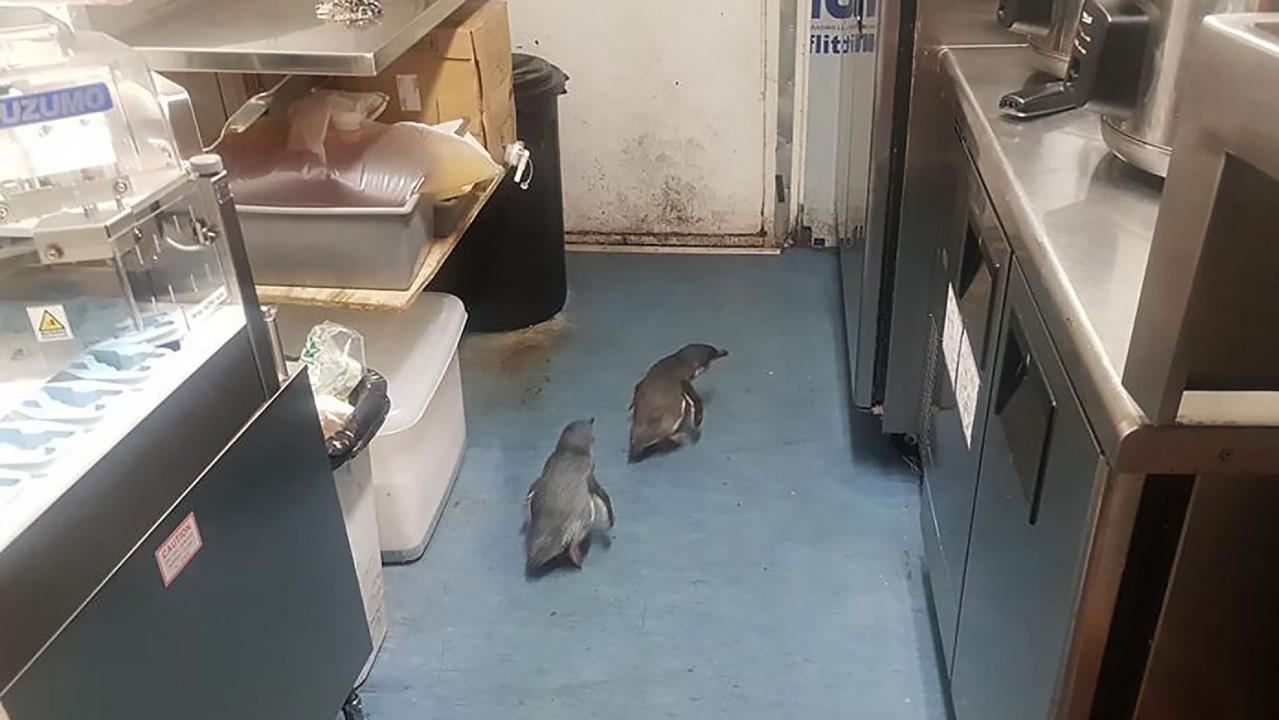 Police apprehend penguins who keep sneaking into sushi restaurant