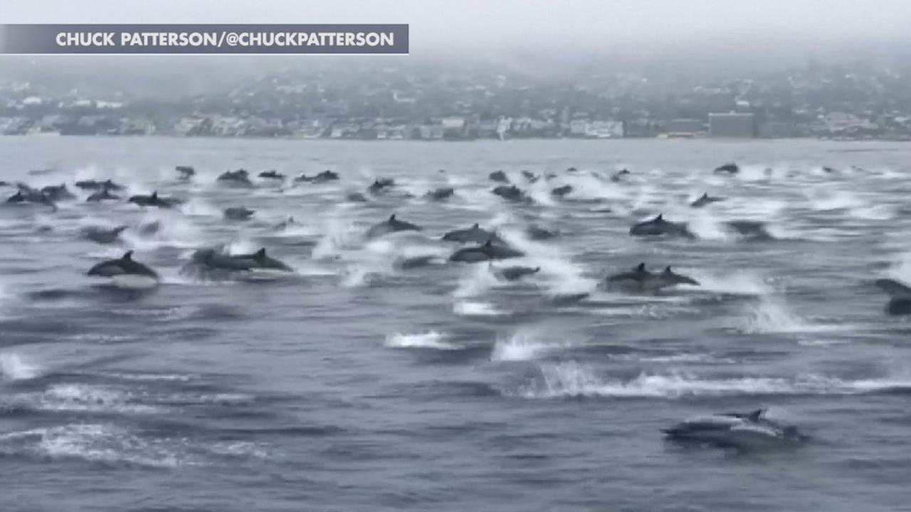 Huge pod of dolphins swims alongside boat off the coast of California