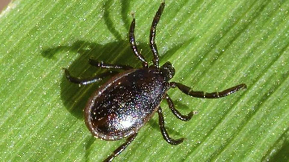 House calls for tick experiment investigation