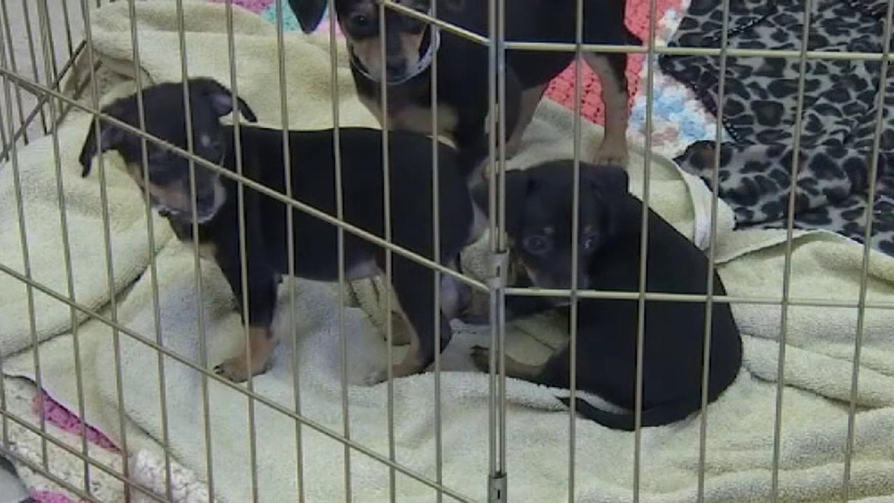 Good Samaritan finds five puppies in Arizona dumpster	