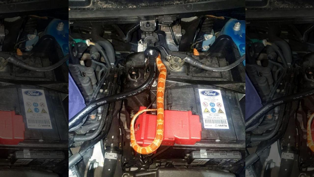 Snake hid in car for three days while owner drove it