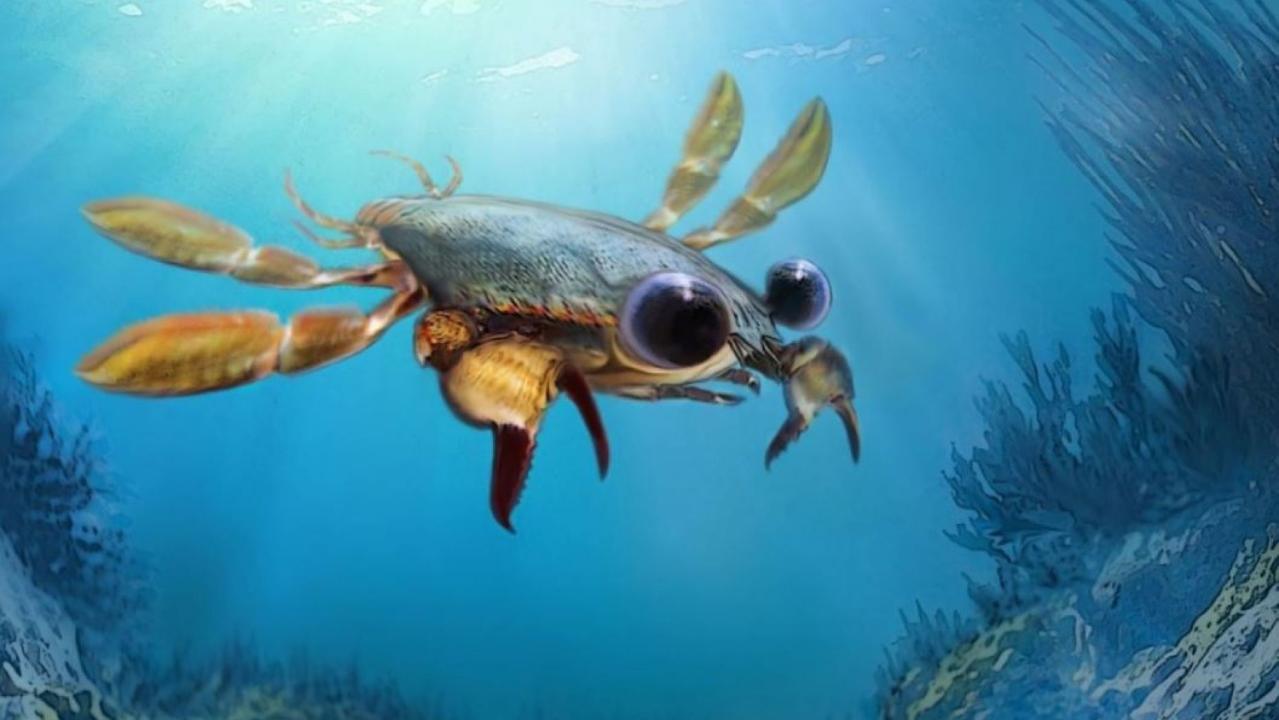 Scientists discover bizarre 'nightmare' crab with cartoon eyes