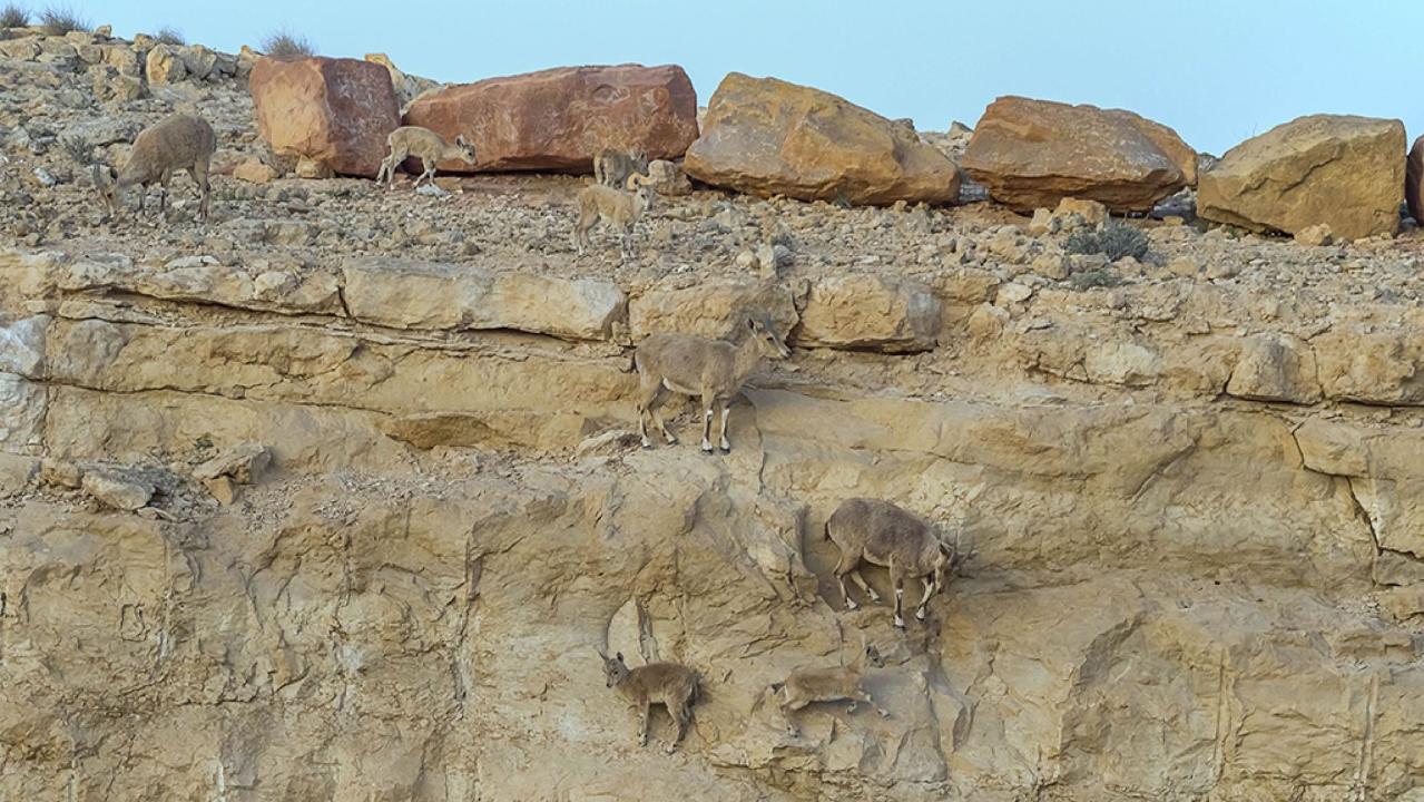 Spot the mountain goats: Cool photo captures camouflaged Ibex herd in Israel's Negev desert