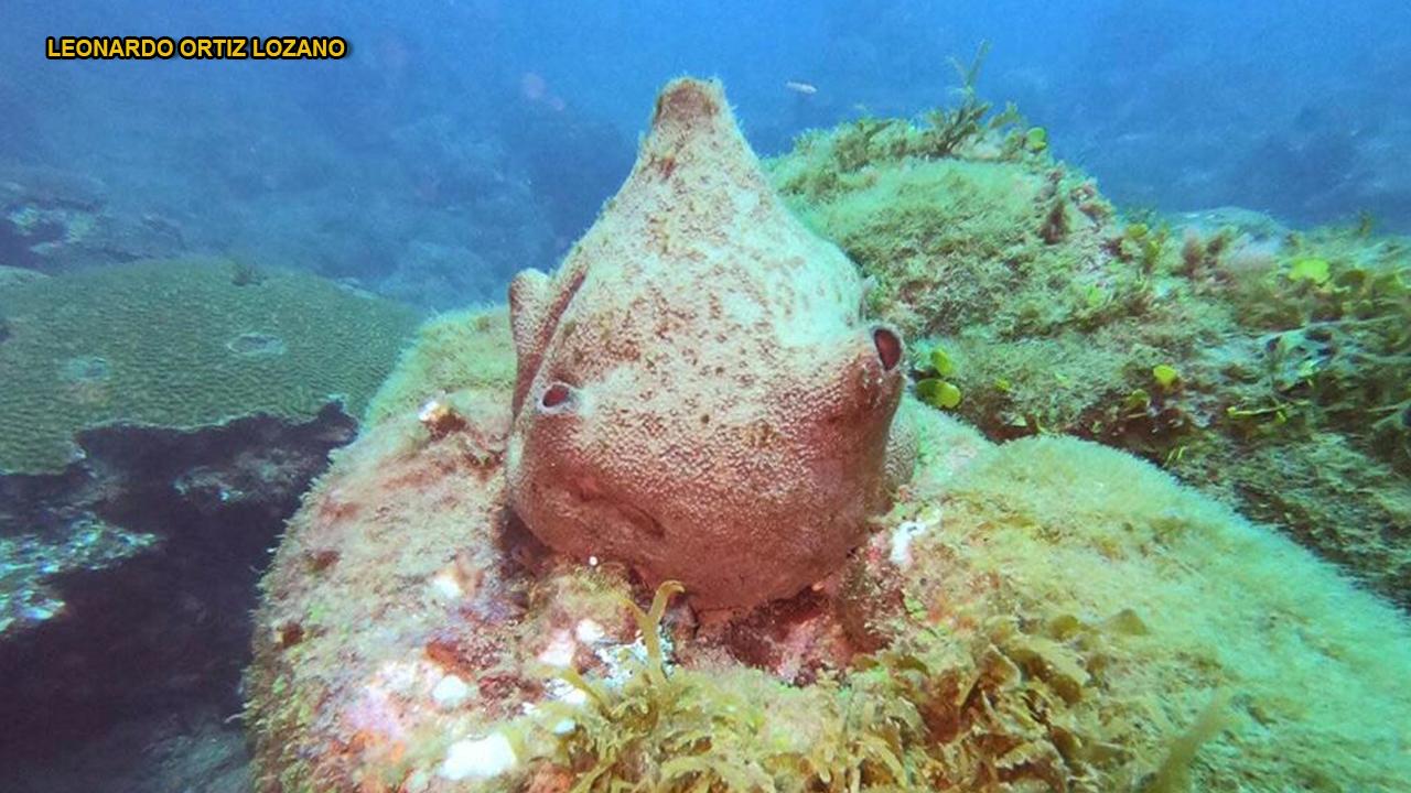 Зловещи „вещерски бутилки“, открити по протежение на Мексиканския залив, и дори изследователите са изплашени