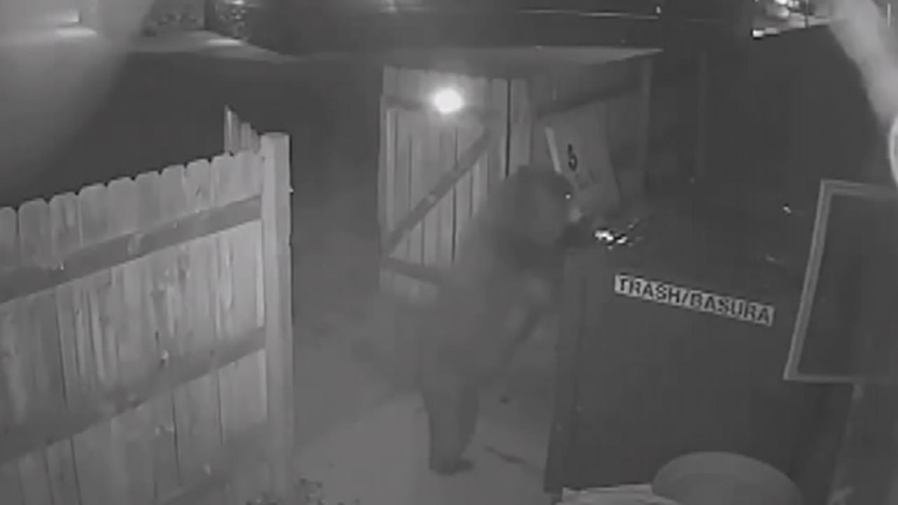 Bear breaks through wooden fence, steals dumpster