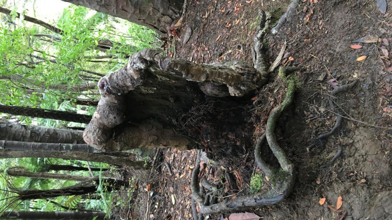 Strange ‘superorganism’ is keeping a ‘vampire’ tree alive