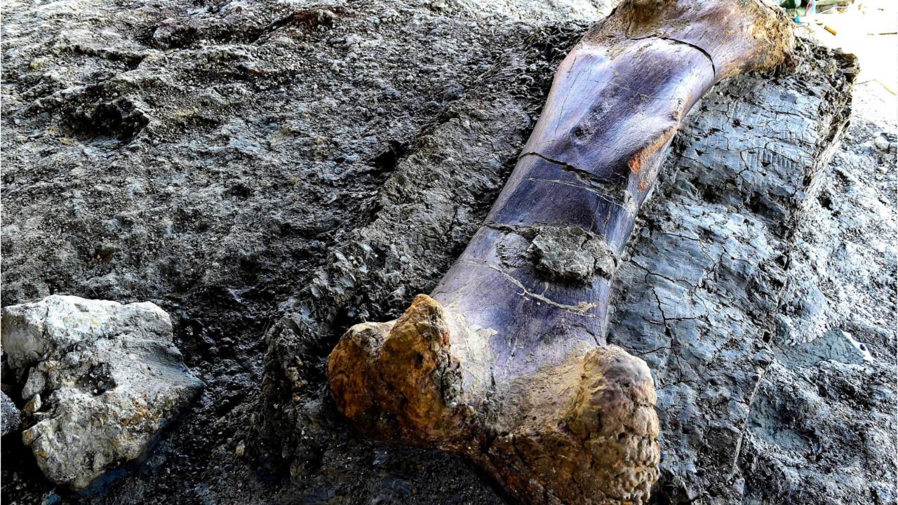 Massive 1,100-pound bone of 'world's biggest dinosaur' found