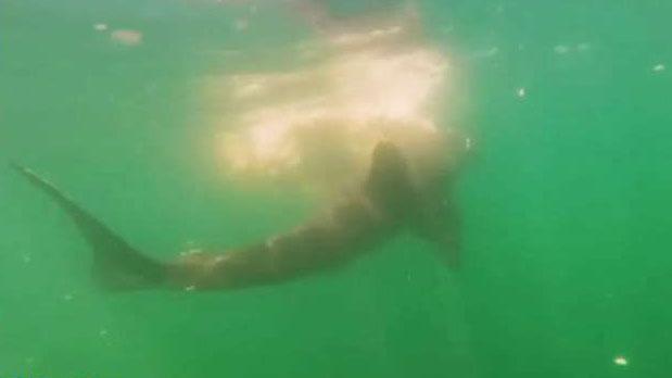 Rash of great white sightings have Cape Cod residents wondering if it's safe to go back in the water