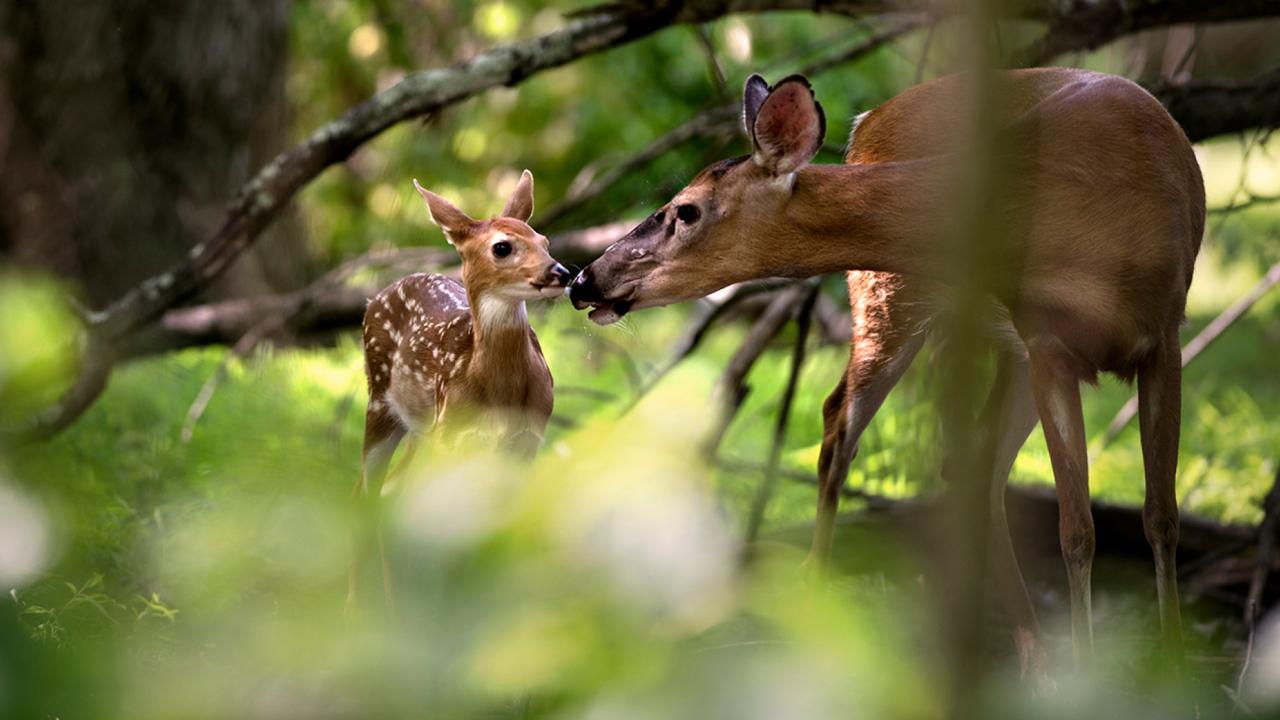 Fishing guide charged for letting dog kill fawn