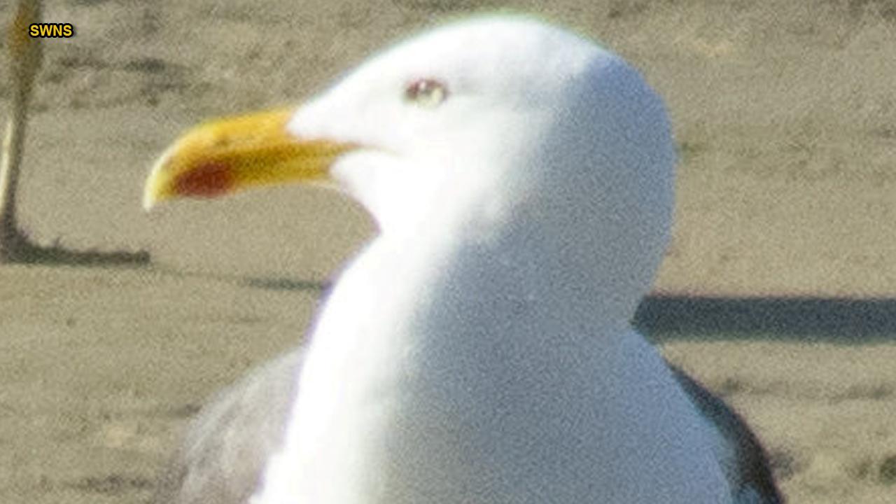 'World's fastest seagull' stuns experts
