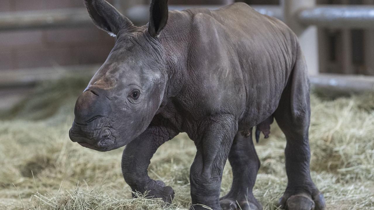 Rhino saved? Southern white rhino gives birth aided by artificial insemination