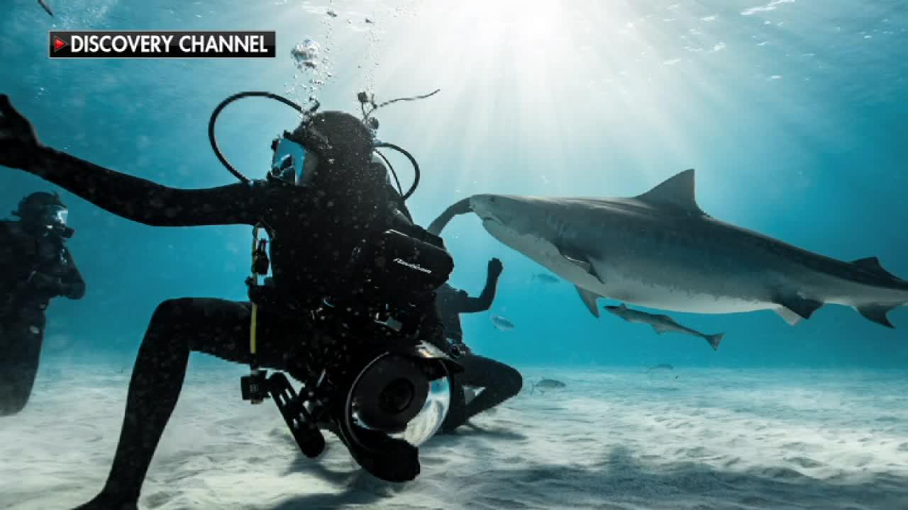 Return of 'Shark Week' brings renewed fascination with the apex predators